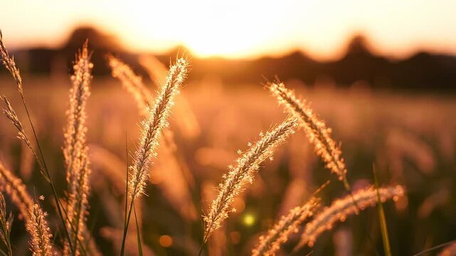 Golden sunlight illuminates tall grass swaying gently in the breeze, creating a serene atmosphere in a tranquil field during sunset hours