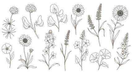 Fototapeta premium Coastal Dune Wildflower Line Art Vector Collection for Landscape Architecture Planting Plans