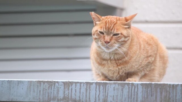 眠そうな顔で座っている茶トラの野良猫