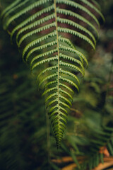 Detailed close-up of a green fern leaf highlighting natural texture and botanical patterns. © Gunnersx