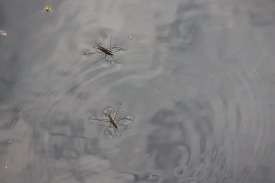 Water striders swimming in the pond