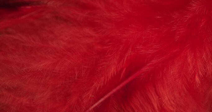 Vivid red feather texture filling the frame