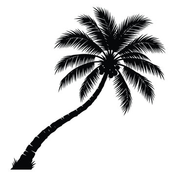 Minimalist black silhouette of a tropical palm tree with coconuts isolated on white background for summer beach and vacation designs