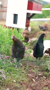 Various close up scenes of backyard chickens including Araucana, Olive Egger and Salmon Faverolle hens showing natural behavior in a free range chicken garden.
