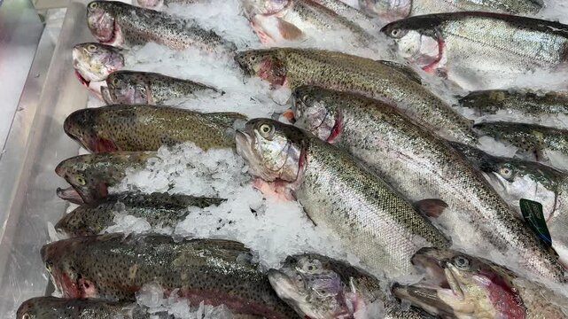 Fresh chilled Atlantic trout on ice, lined on metal counter in small store, silver scales glistening under cool lighting, crushed