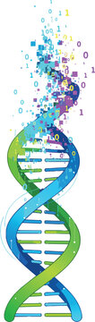 DNA helix strand morphing into a binary code sequence representing bioinformatics genetic data digital genome programming and biotechnology science concept