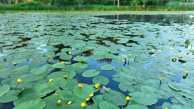 Beautiful Nuphar lutea, the yellow water lily pond wetland spatterdock, is an aquatic flowering plant habitat shelter for fish amphibians insects snails, rhiromatous perennial herb stout floating