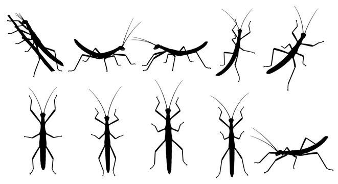 Eight black insect silhouettes are walking and jumping on a white background in various poses and directions freely.