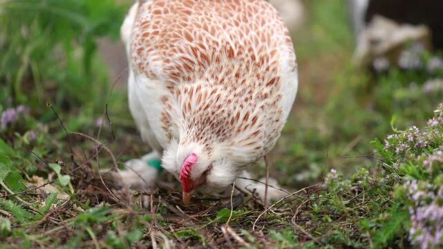 Various close up scenes of backyard chickens including Araucana, Olive Egger and Salmon Faverolle hens showing natural behavior in a free range chicken garden.