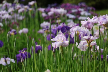 purple and white irises © Mt. Cape