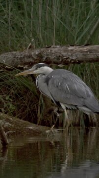 Grey heron standing in shallow marsh water beside reeds