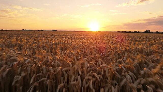Golden wheat field swaying gently in the breeze under a vibrant sunset sky, showcasing the beauty of nature's harvest in a rural landscape
