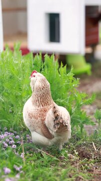 Various close up scenes of backyard chickens including Araucana, Olive Egger and Salmon Faverolle hens showing natural behavior in a free range chicken garden.