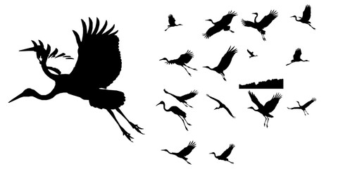 Obraz premium Crane Bird in Flight Silhouette