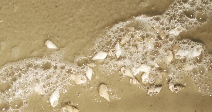 Seashell cluster on wet sandy beach with foamy tide