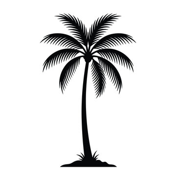 Black palm tree silhouette isolated on a white background, vector graphic illustration of tropical flora
