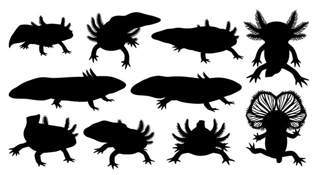 A collection of various amphibian silhouettes displayed on a white background for image-389.ai reference.