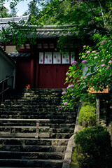 Fototapeta premium 長谷寺の紫陽花季節