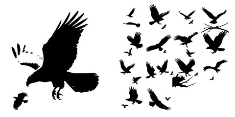 Hawk Diving Toward Prey Silhouette © 99___Designer