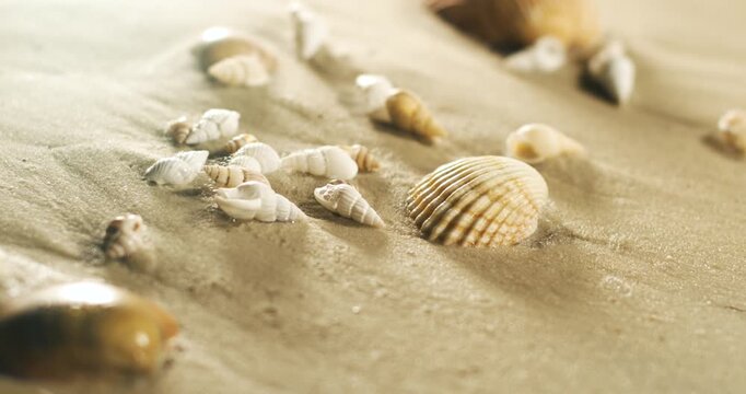 Assorted seashells on golden beach sand in warm sunlight