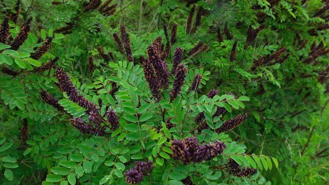Amorpha fruticosa Bastardindigo Detail Bl&uuml;te