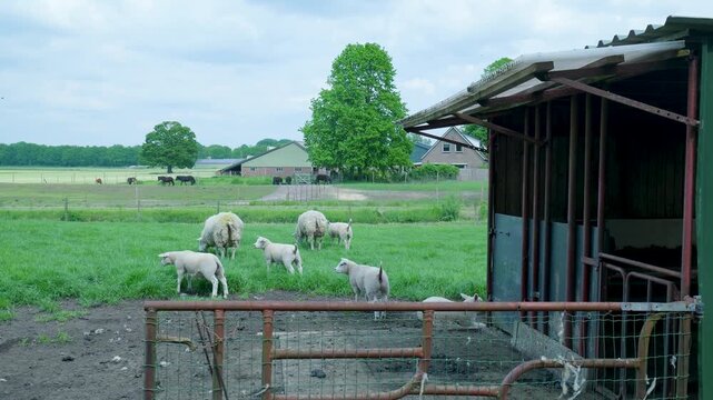 Sheep and lambs grazing in a green pasture on a farm