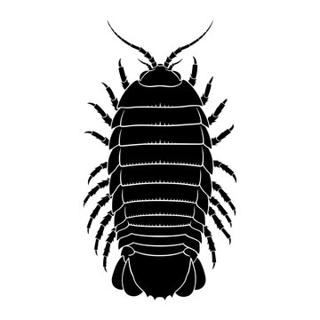 Giant Isopod icon featuring a deep sea crustacean with a distinctive armored shell and segmented body. Clean vector design ideal for marine biology, ocean wildlife, science, and educational projects.