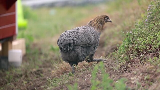 Various close up scenes of backyard chickens including Araucana, Olive Egger and Salmon Faverolle hens showing natural behavior in a free range chicken garden.