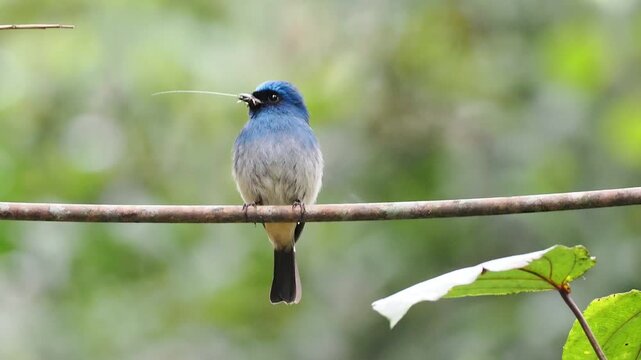 Indigo Flycatcher Perched Holding Insect on Branch
