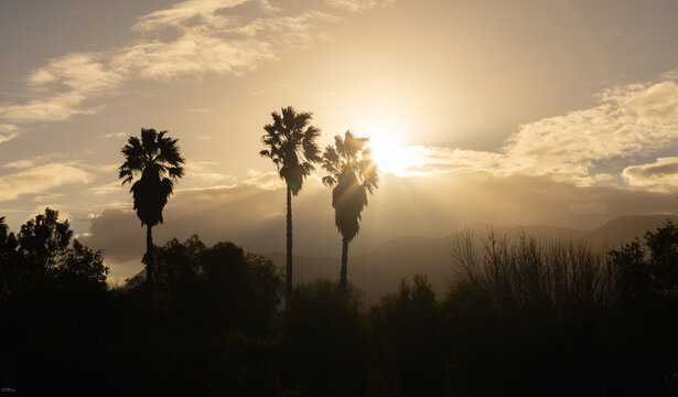 sunset behind silhouetted palm trees