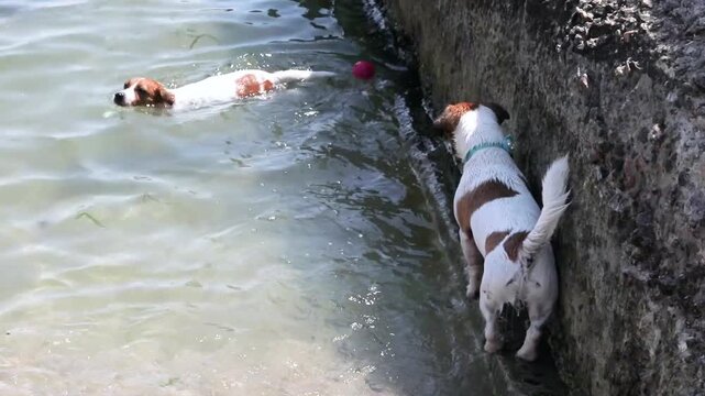 Cute Jack Russell Terrier dogs trying to reach a rubber ball floating on the sea. A vacation with pets at the seaside