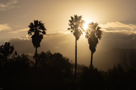 sunset behind silhouetted palm trees