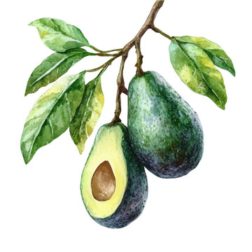 High-resolution watercolor painting vector of Avocado On A Tree Branch, isolated on a white background.