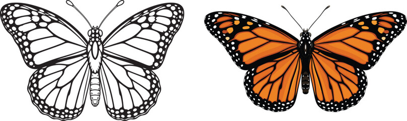 Monarch butterfly with fully spread wings, elegant symmetrical patterns, premium vector illustration, isolated on white background © Anikul Islam