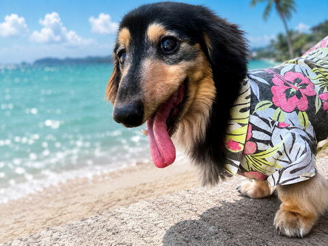 Cute long haired dachshund wearing hawaiian shirt on tropical beach in summer