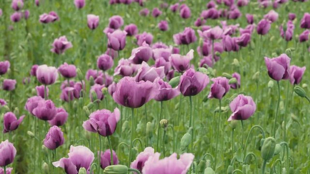 Dense thickets of purple poppies. Poppy field with buds close up