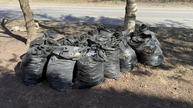 Black garbage bags piled on lawn after spring raking around birch tree near roadside last year dry leaves gathered into bags
