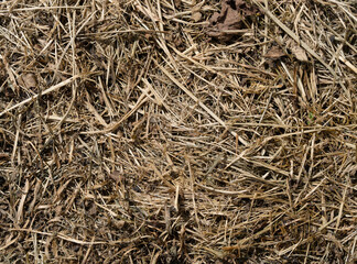 Macro horizontal full frame background texture of detailed dry straw and hay pile closeup © Tanaly