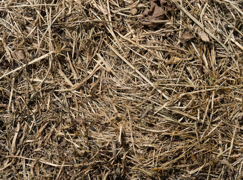 Macro horizontal full frame background texture of detailed dry straw and hay pile closeup