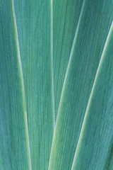 Macro vertical full frame background texture of green iris sword leaves with detailed parallel veins closeup © Tanaly