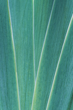 Macro vertical full frame background texture of green iris sword leaves with detailed parallel veins closeup