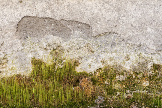 Macro horizontal closeup of old concrete wall with moss and micro sprouts on grunge grey copy space background template