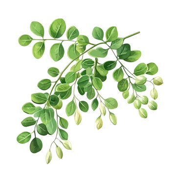Moringa, elegant watercolor vector illustration, isolated on a white background.