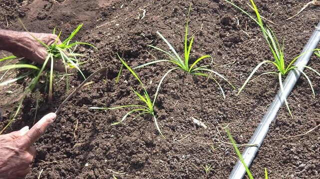 A farmer's weathered hands hold a curved sickle while clearing green weeds from dark soil. Temporarily resting the tool on the tilled ground, and gather the pulled weeds near a drip line irrigation.