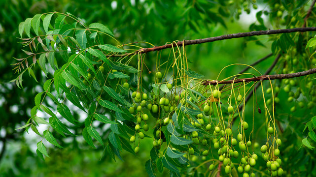 Fresh Neem Fruits Hanging from Tree Branch with Green Foliage