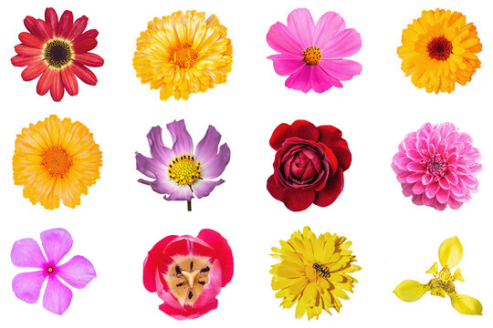 Horizontal flat lay set of twelve different vibrant summer flower heads isolated on transparent background png pack