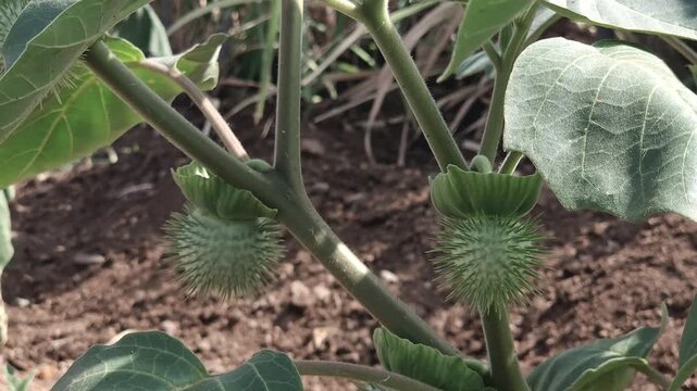 Datura, also known as Thorn Apple or Devil's Trumpet. It shows spiny, green seed pods and broad, ovate leaves on thick stems, typical of this highly toxic plant