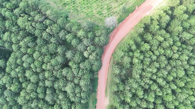 drone video of gravel road in the forest of Mpumalanga