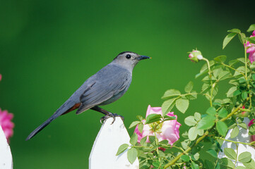 Obraz premium 01392-02816 Gray Catbird (Dumetella carolinensis) on picket fence near pink rose bush Marion Co. IL