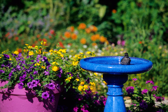 01392-020.15 Gray Catbird (Dumetella carolinensis) bathing in bird bath near flower garden  Marion Co. IL